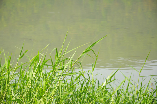 河边野草