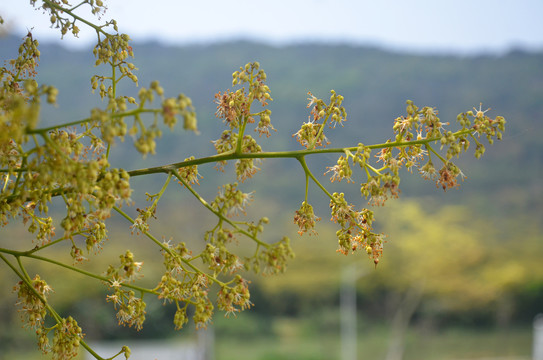 荔枝树开花