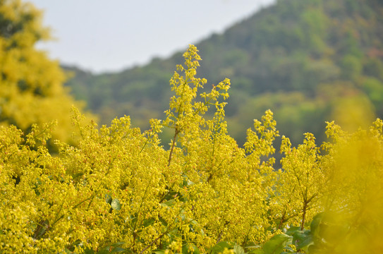 荔枝花