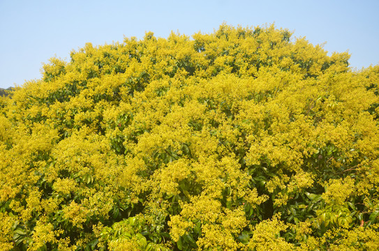 荔枝树花