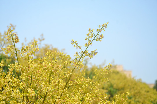 荔枝花开