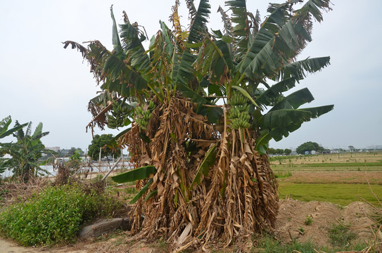 香蕉树