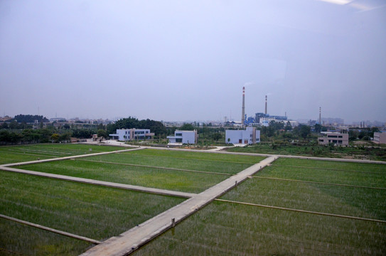 现代农业园水稻种植