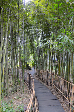 竹林小路