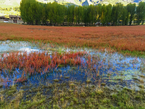 红草湿地