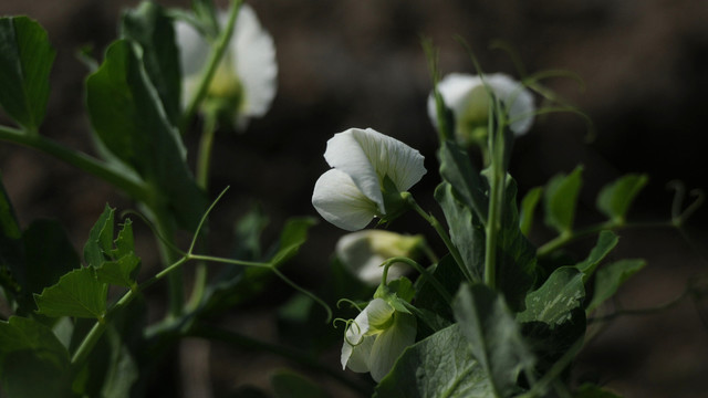 豌豆花