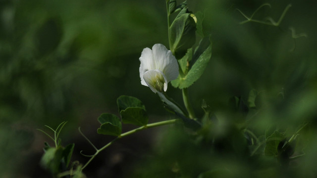 豌豆花