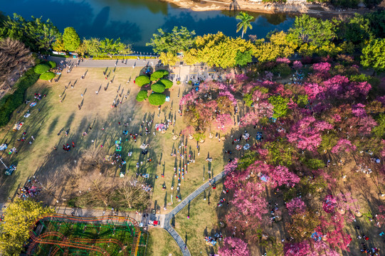 石门森林公园樱花