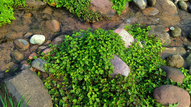 溪流水草卵石