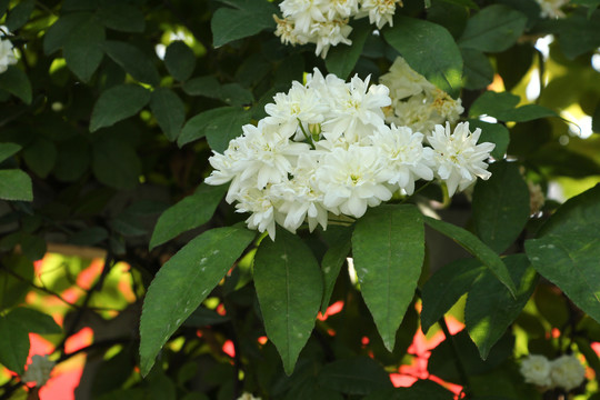 木香花