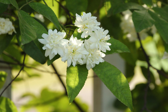 木香花