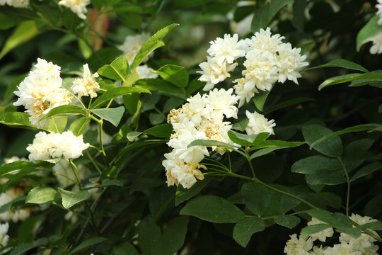 木香花