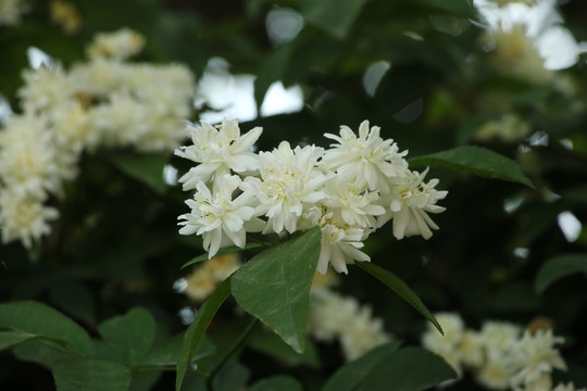 木香花