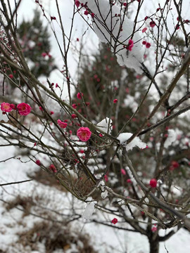 傲雪红梅