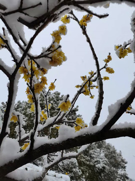 傲雪寒梅