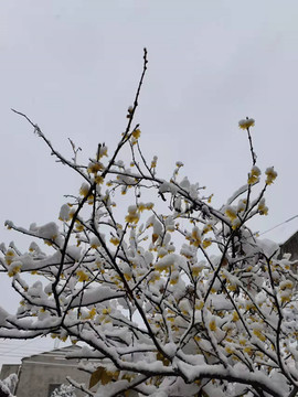 傲雪寒梅