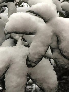 雪压树枝