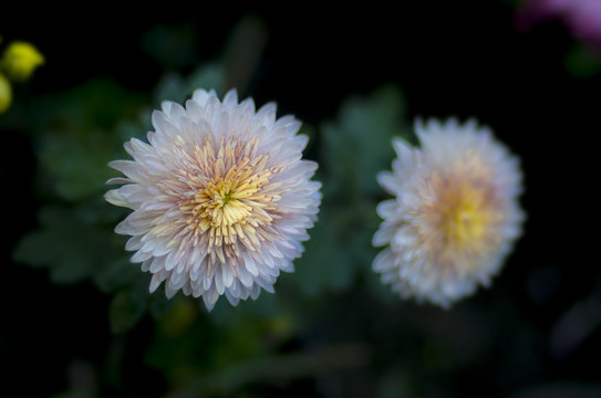 菊花特写