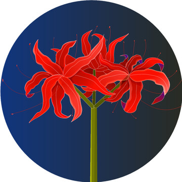彼岸花插畫
