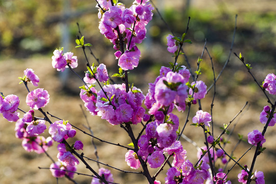 花卉