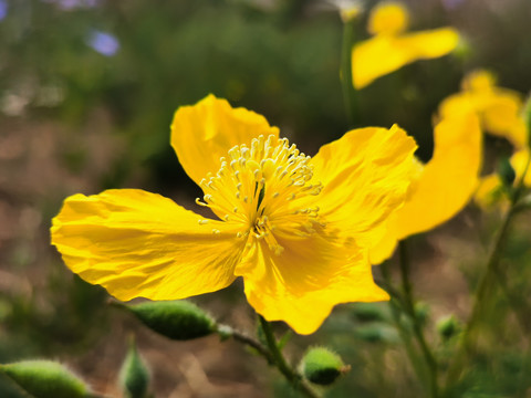 兔子花