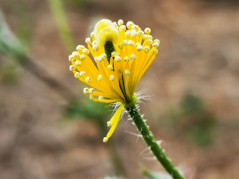 没有花瓣的兔子花花蕊