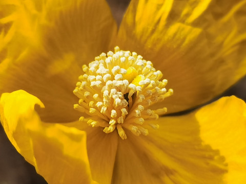 兔子花花蕊