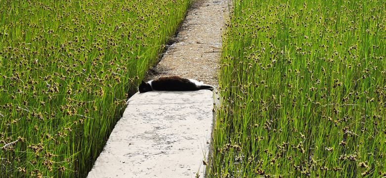 有猫咪午睡的扁杆荆三棱丛