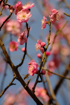 梅花蜜蜂