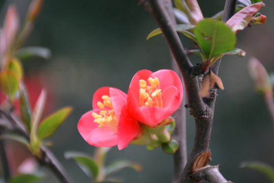 花枝上的红色海棠花特写