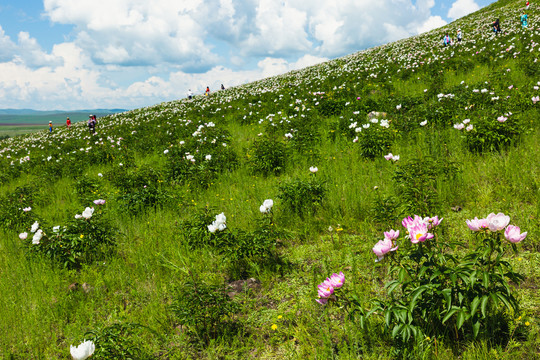 山坡芍药花游人