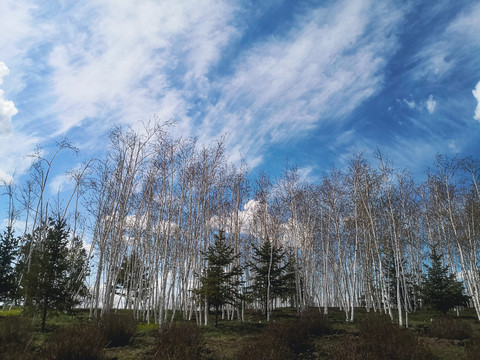 蓝天白云树林