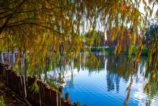 昆明湿地秋景