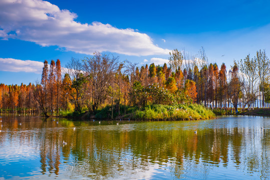 昆明湿地秋景