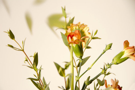 花卉摄影香石竹