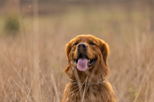 金毛犬