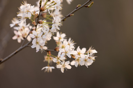 樱花