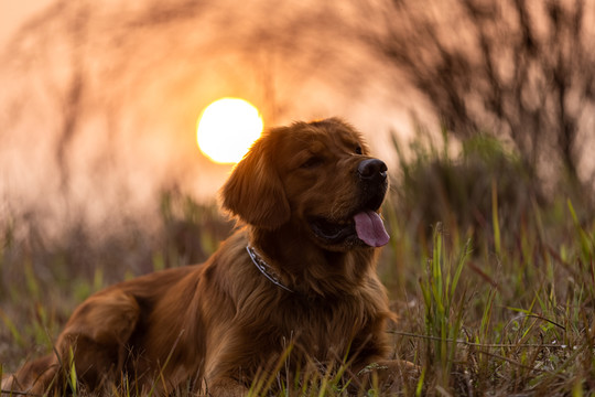 金毛犬