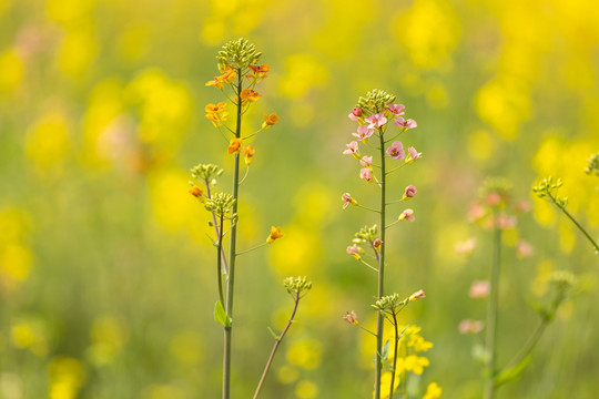 五彩油菜花