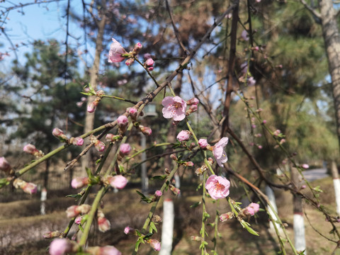 红梅花开