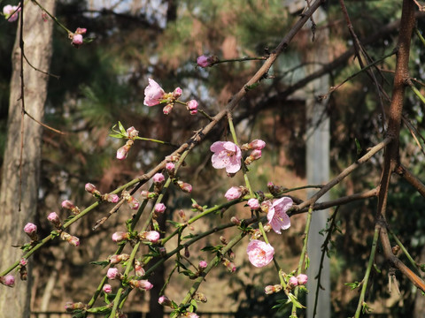 红梅花