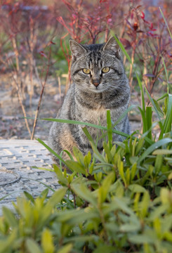 草丛中的狸花猫