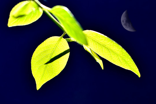 绿叶与月亮