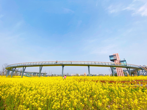 江安河艺术田园油菜花海