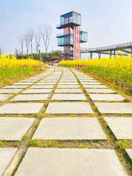 江安河艺术田园油菜花海