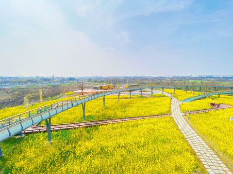 江安河艺术田园油菜花海