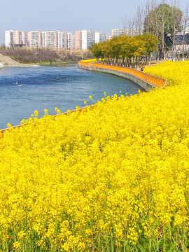 江安河艺术田园油菜花海