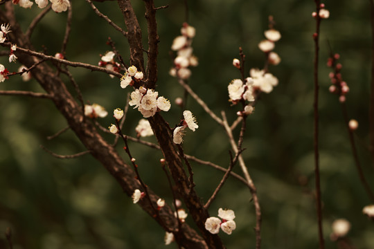 春暖花开