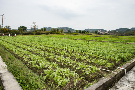 油麦菜