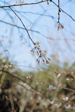 春日风光